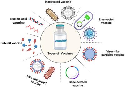 The combination of vaccines and adjuvants to prevent the occurrence of high incidence of infectious diseases in bovine